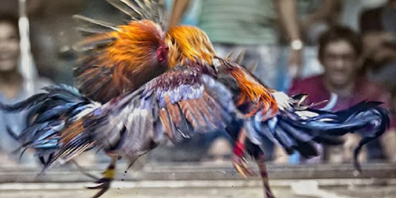 Lợi ích khi tham gia kèo đá gà mạng tại Manclub